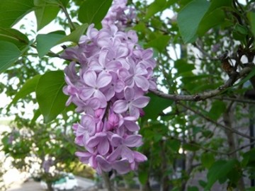 P1160845