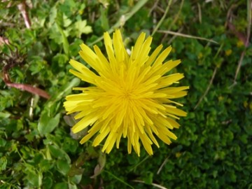 P1160866