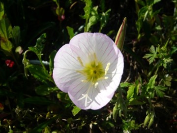 P1160918