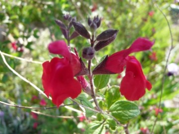 P1160923