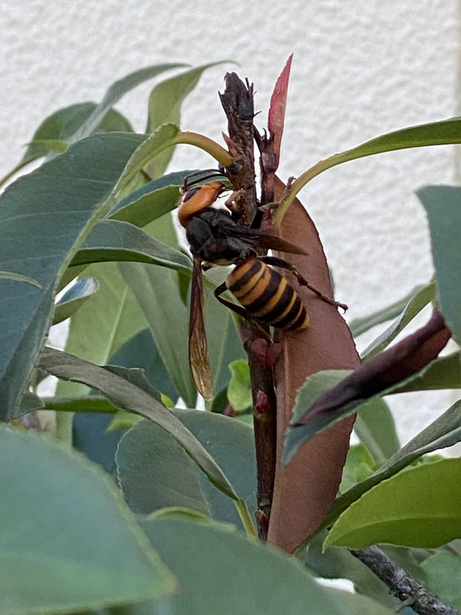 スズメバチ